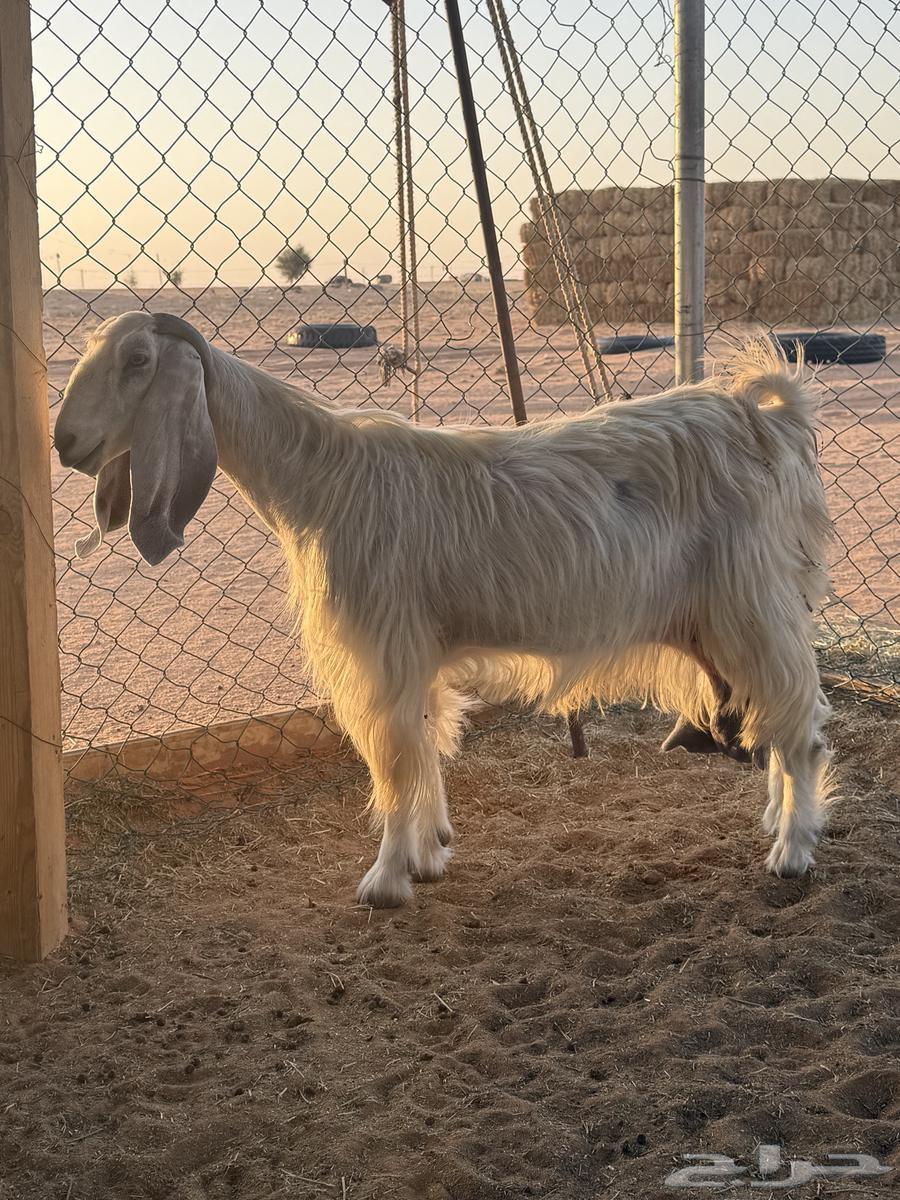 عنز مشروكه طيبه64450838584961111