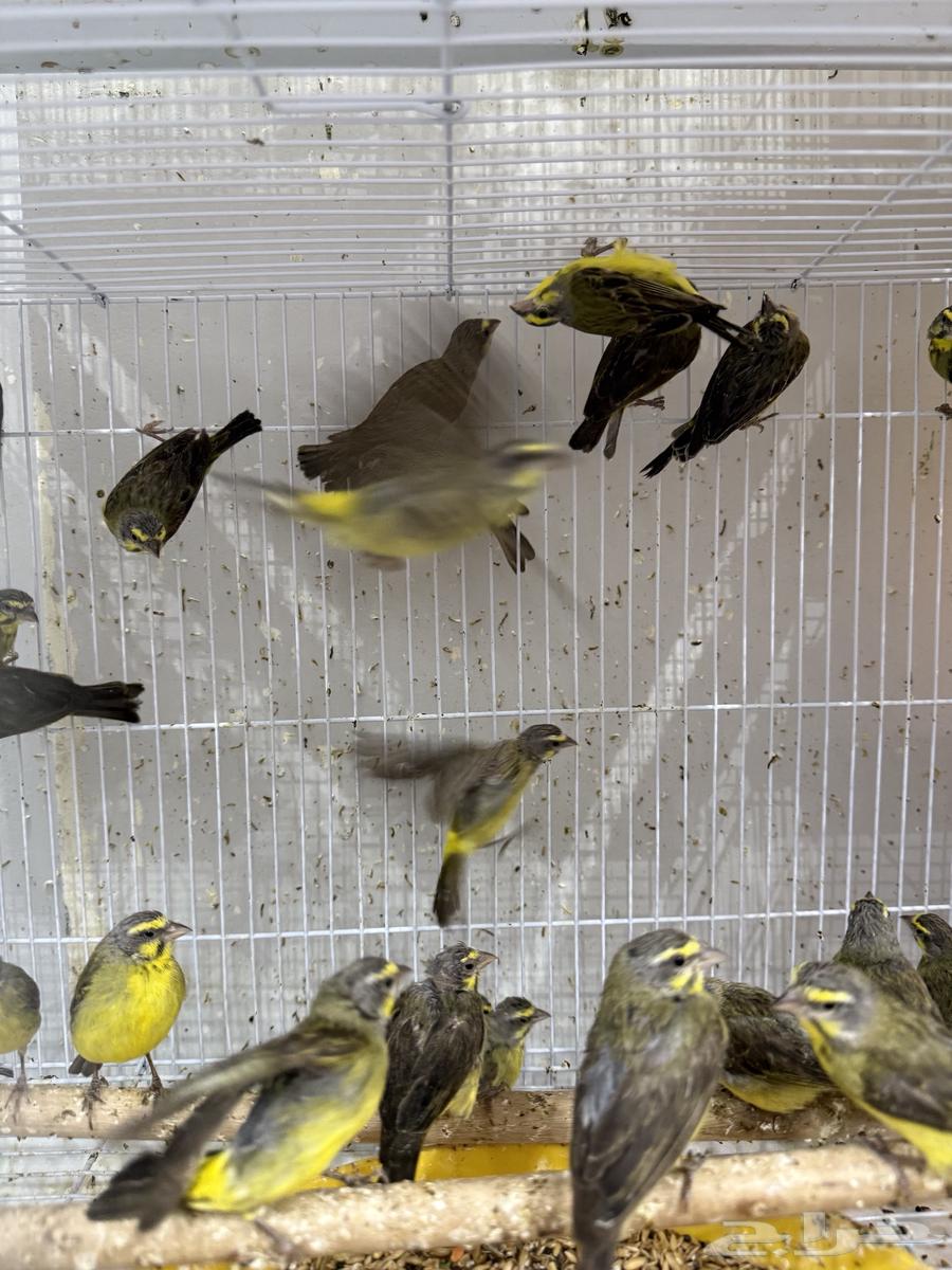 African Jasmine - Palm Zebra (Pair and Single)64456241048065113