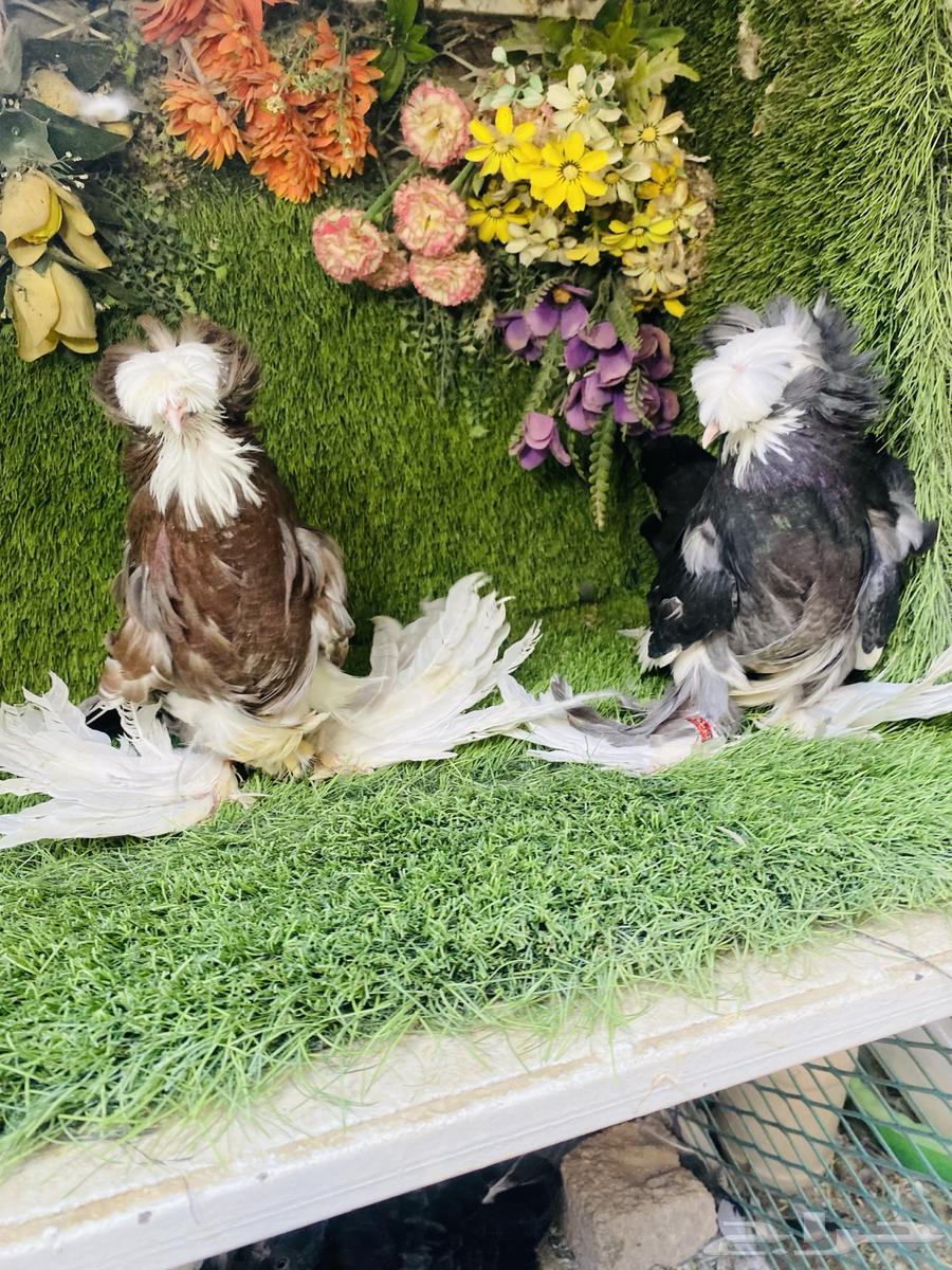 للبيع طبه بخاره بولهد64453325375875113