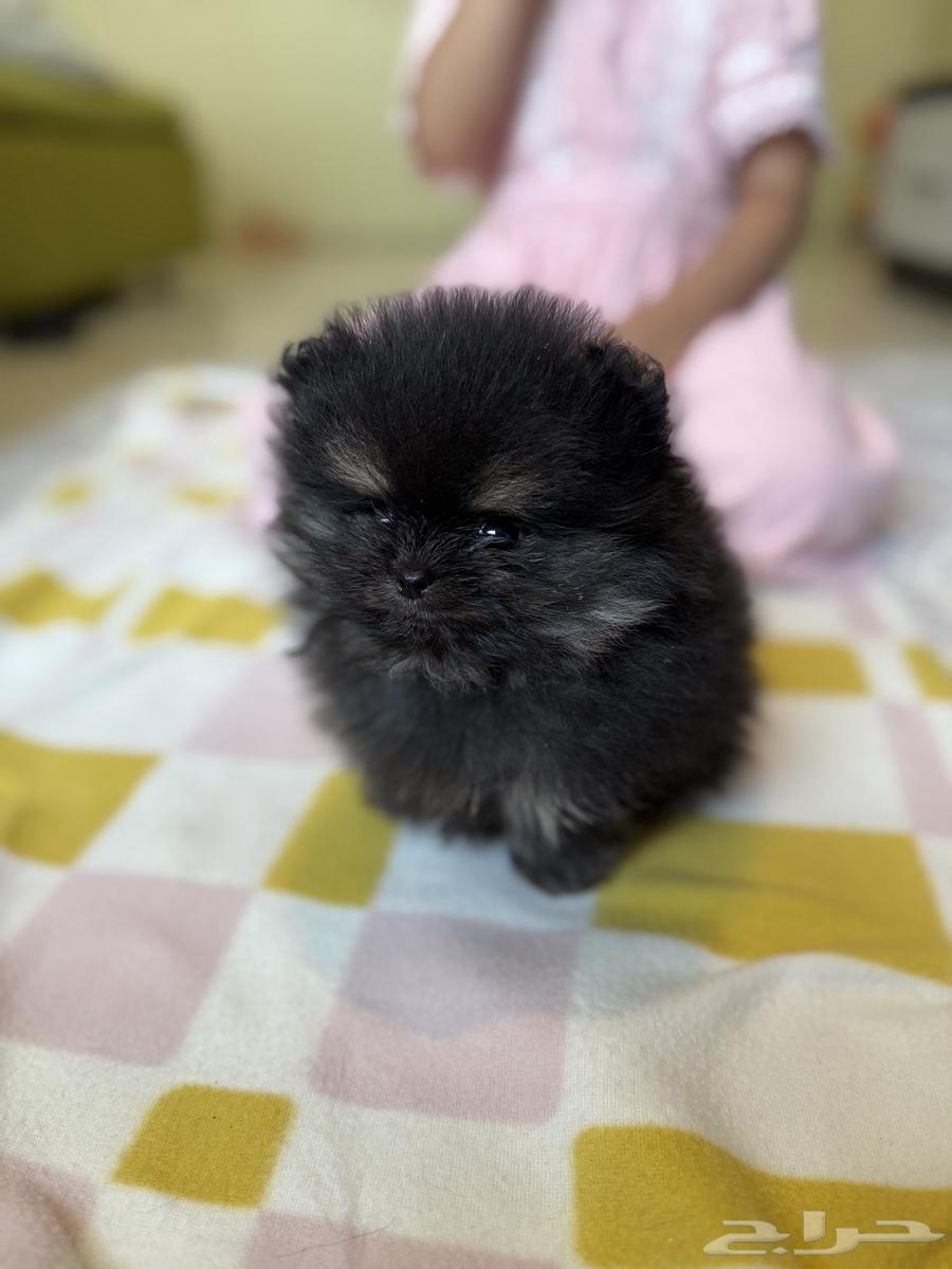 Cookie - Pomeranian Super Mini (Sold)64456558290433112