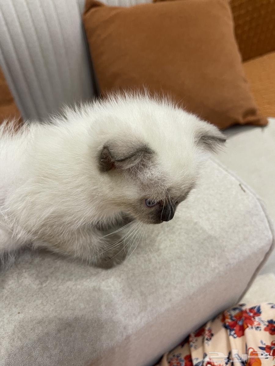 قط للبيع64456241098755111