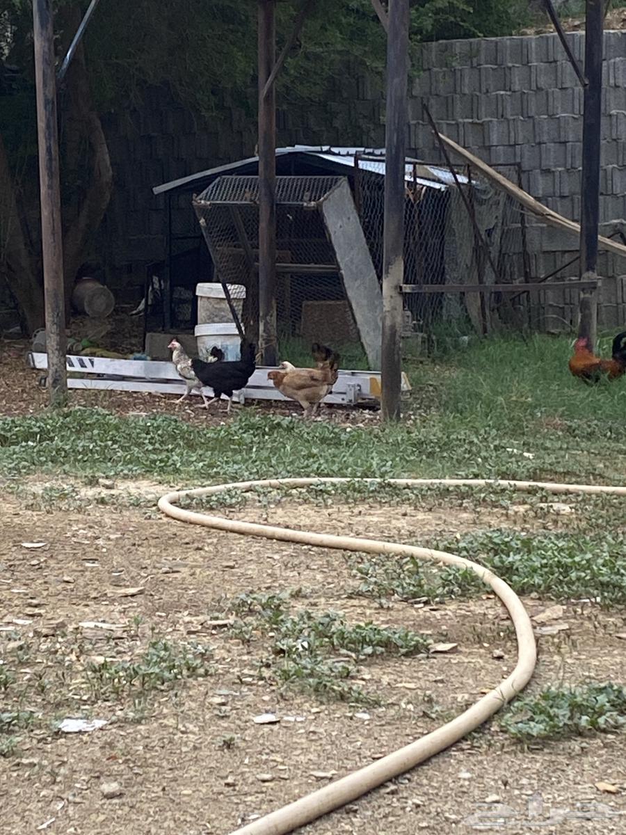 Local farm chicken, proven producer64454427466881111