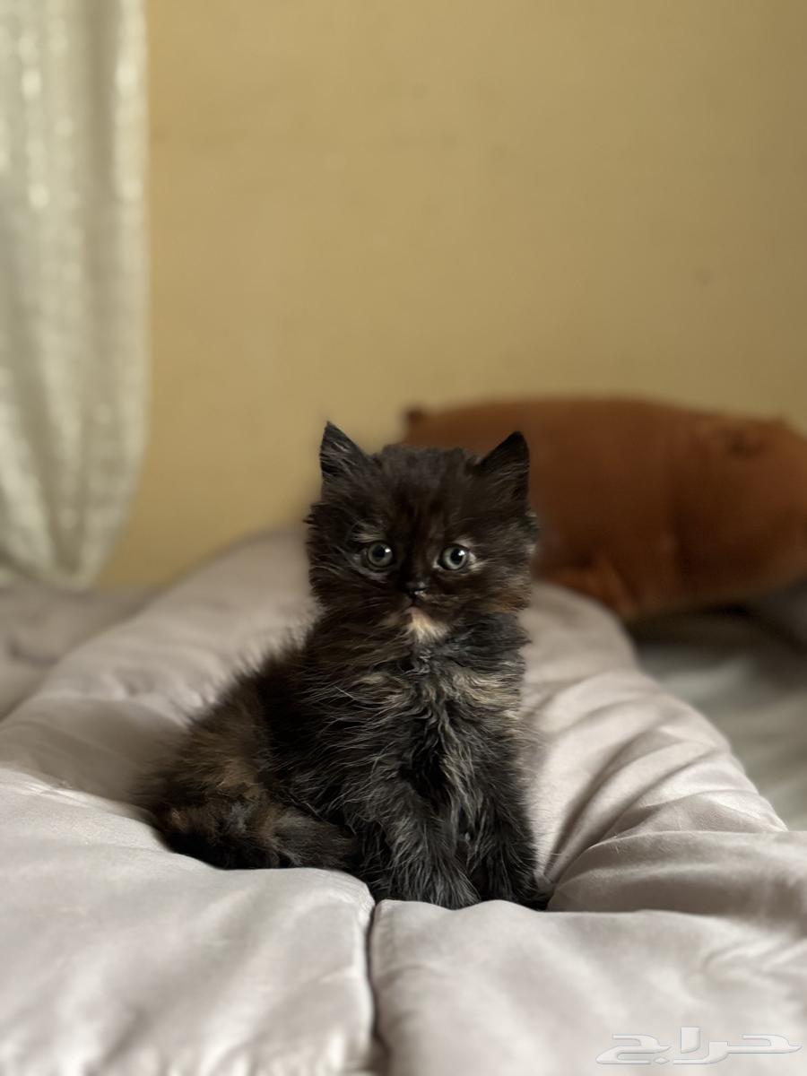 كتن انثى للبيع64453380394113114