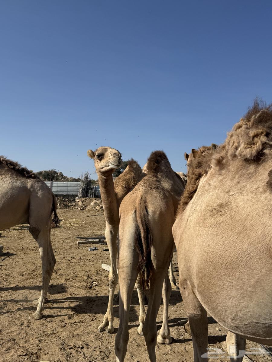 قعدان للبيع64451740960259113