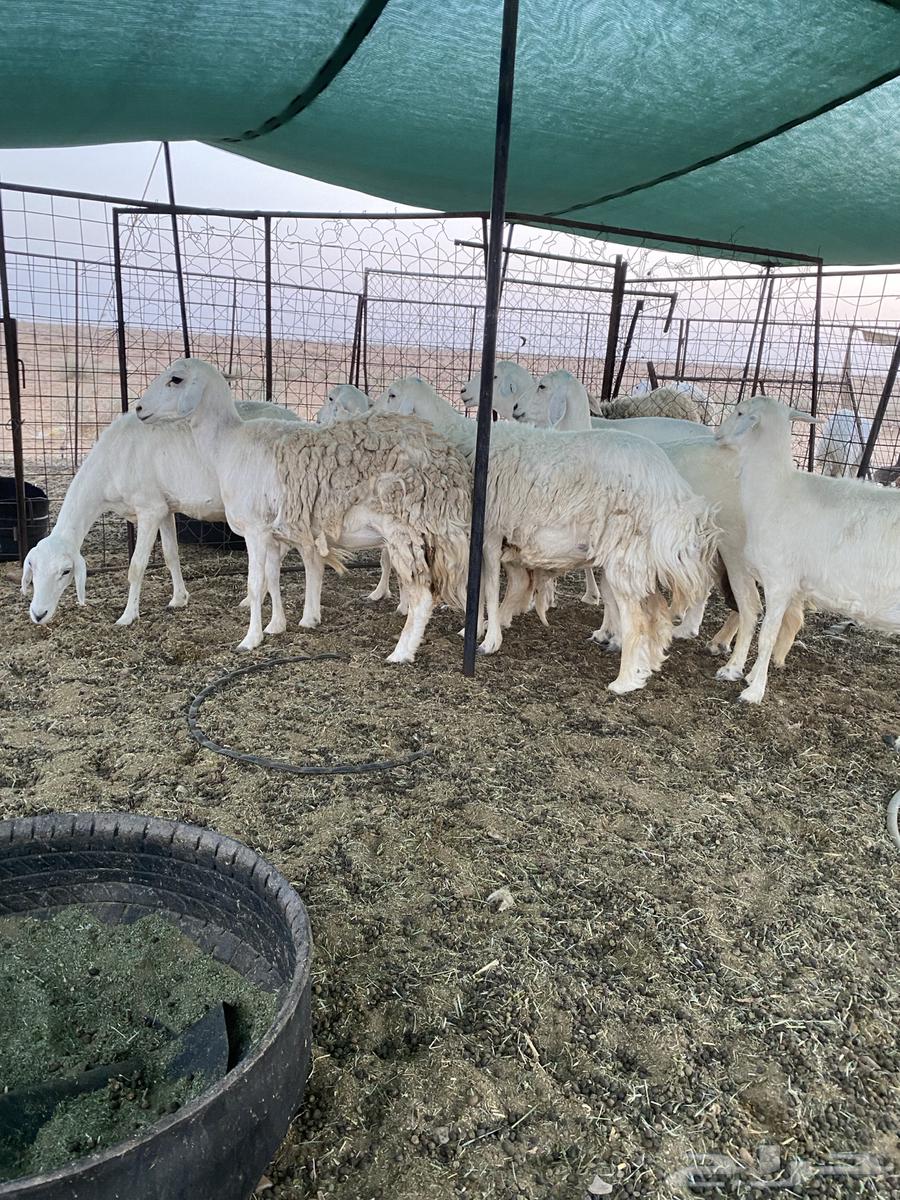 شياه حريات دفيع على السونار64454770226818114