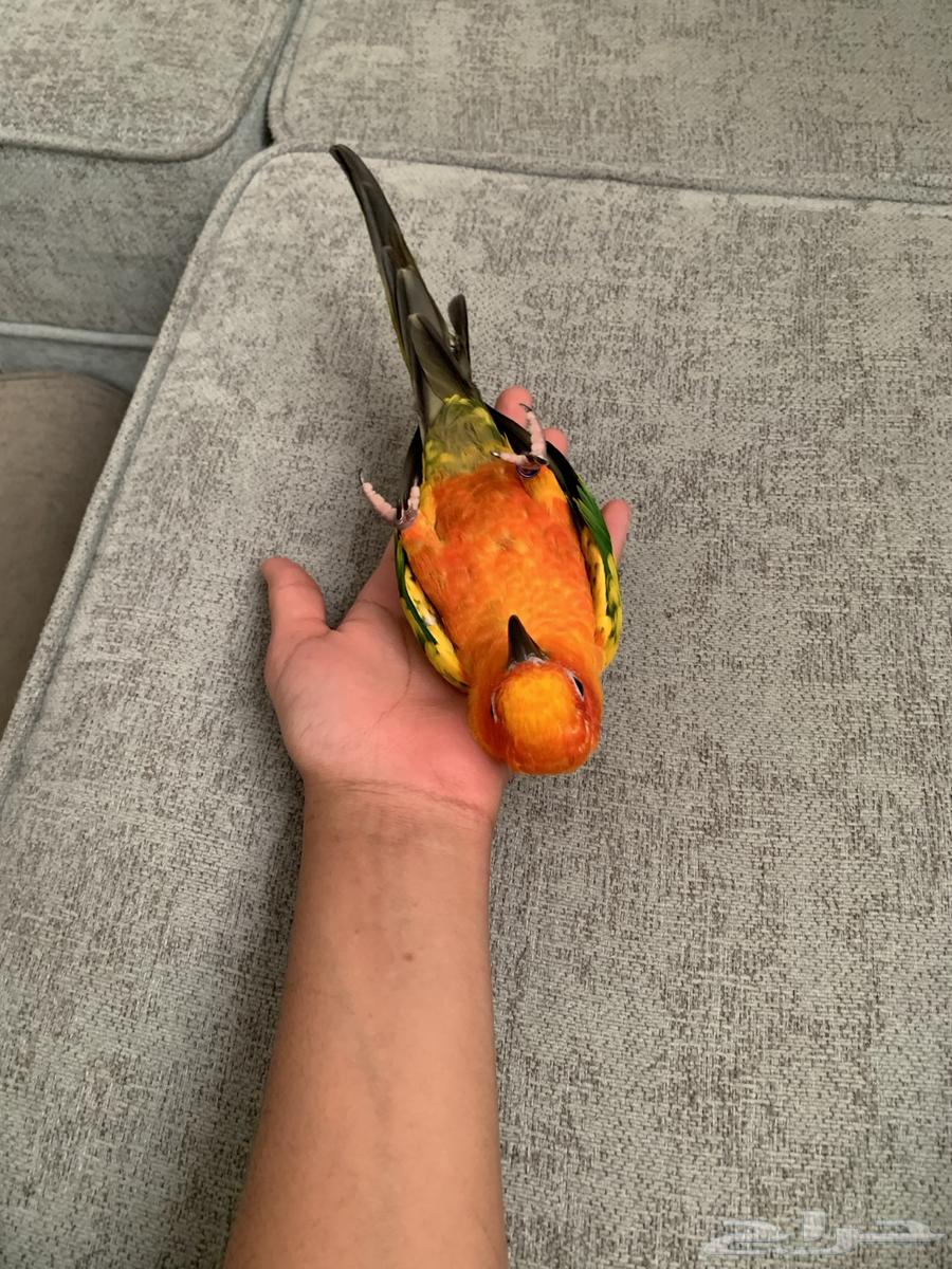 Sun Canior64454123967105111