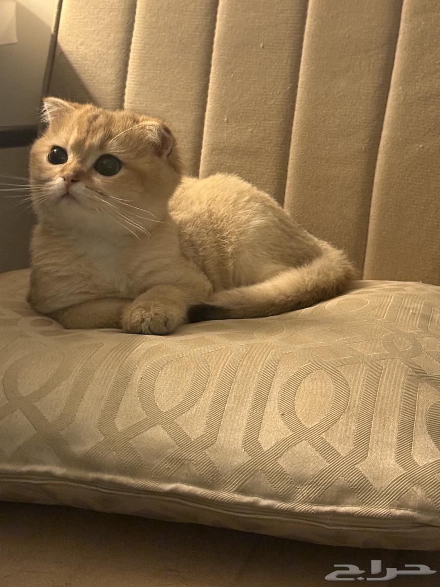 قطط NY11 للبيع64456954829697110