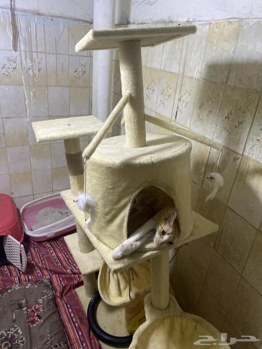 بيت قطط64456872375683110