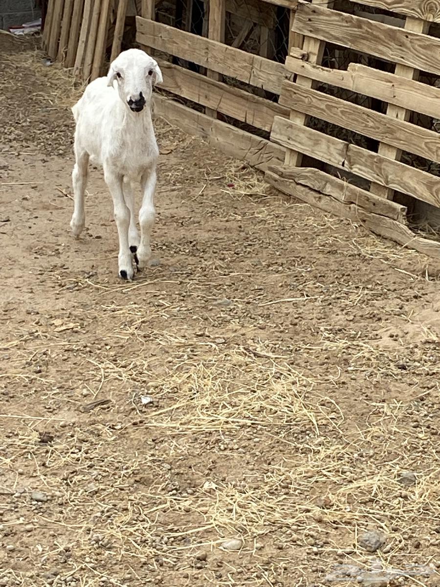 A camel nursing a goat and a sheep64454880828929113