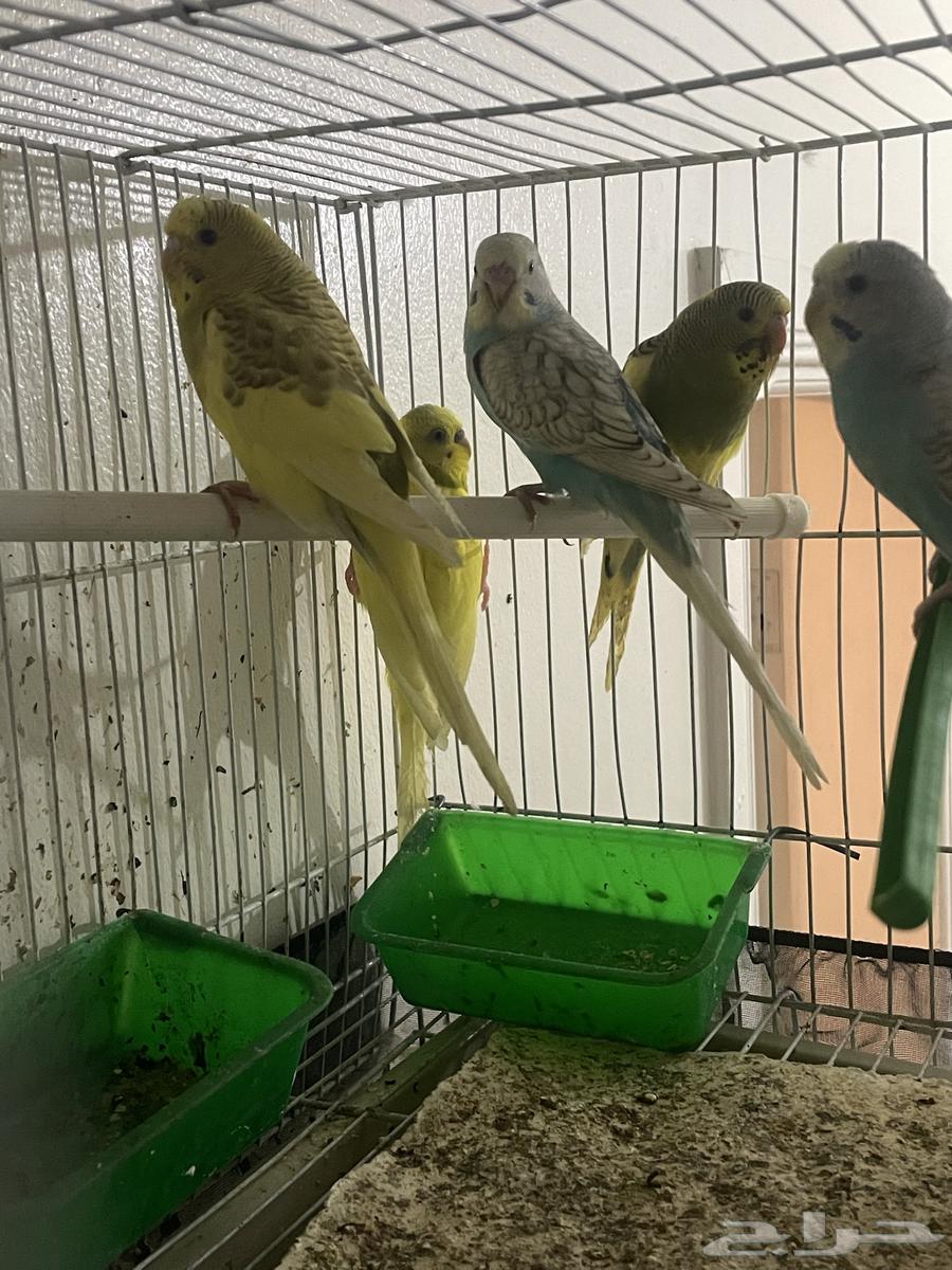 عصافير ببغاء بادجي للبيع64455549610755112