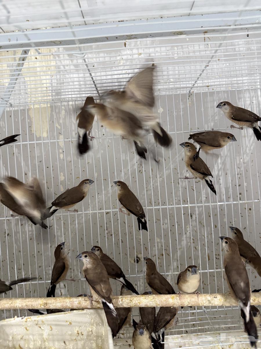 African Jasmine - Palm Zebra (Pair and Single)64456241048065111