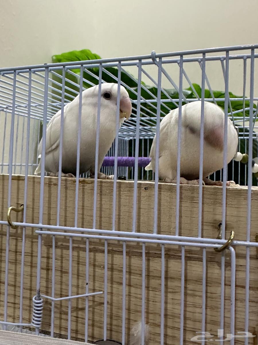 روز بينو عيون حمر.  عمره سنه تقريبا64455440742274111