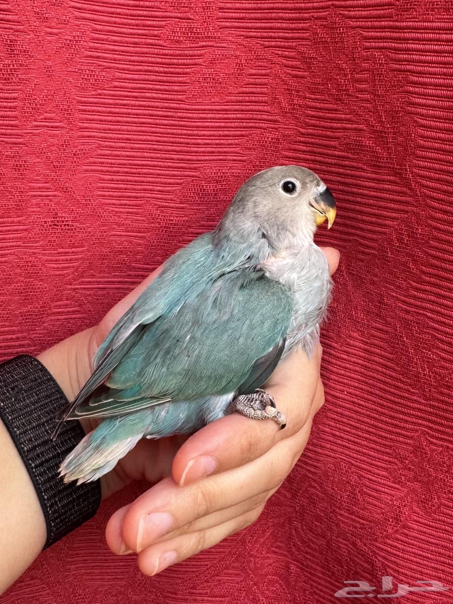 ( تم البيع الله يبارك ) طير روز اليف هدد نشبهه مناسب ل64455549601921111