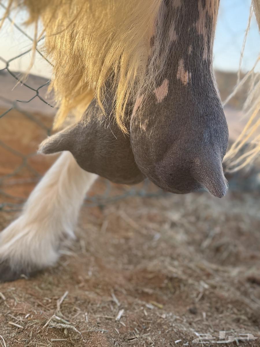 عنز مشروكه طيبه64450838584961112