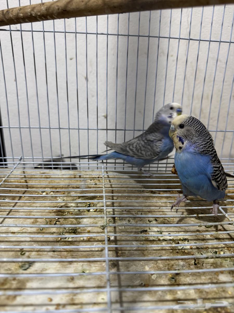 جوز بادجي (((تم البيع خارج الموقع)))64453202078595111