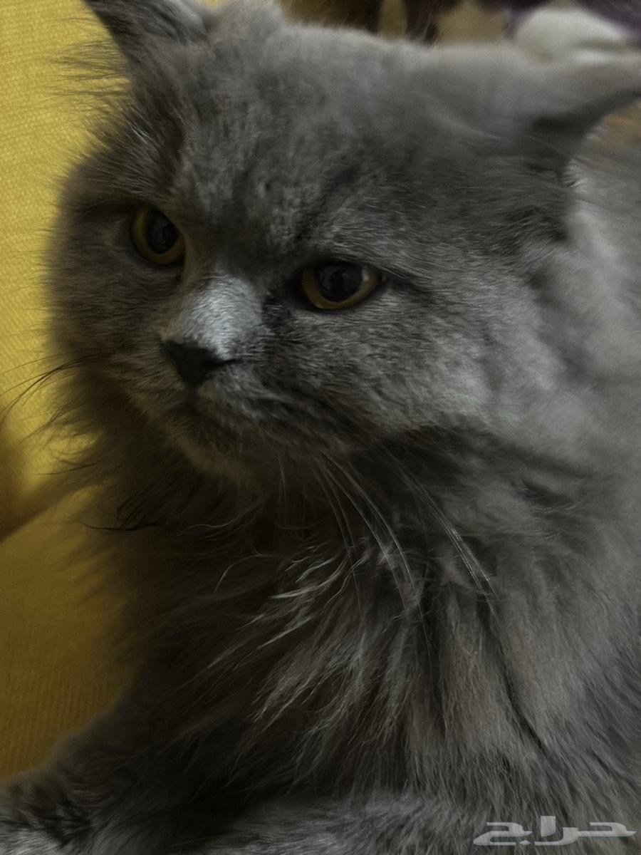 قط شيرازي للبيع64454523006849114