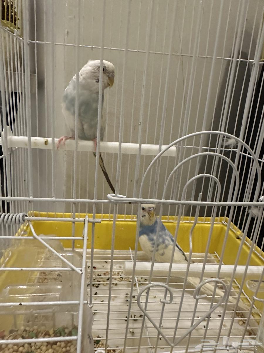 Birds64456517194625111