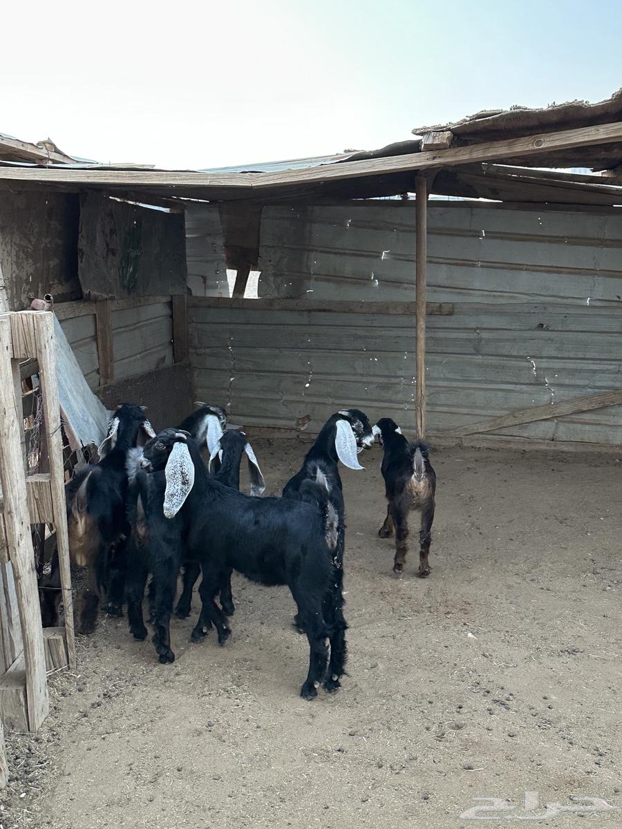 تيوس وجفرات طيبه64456018998402112