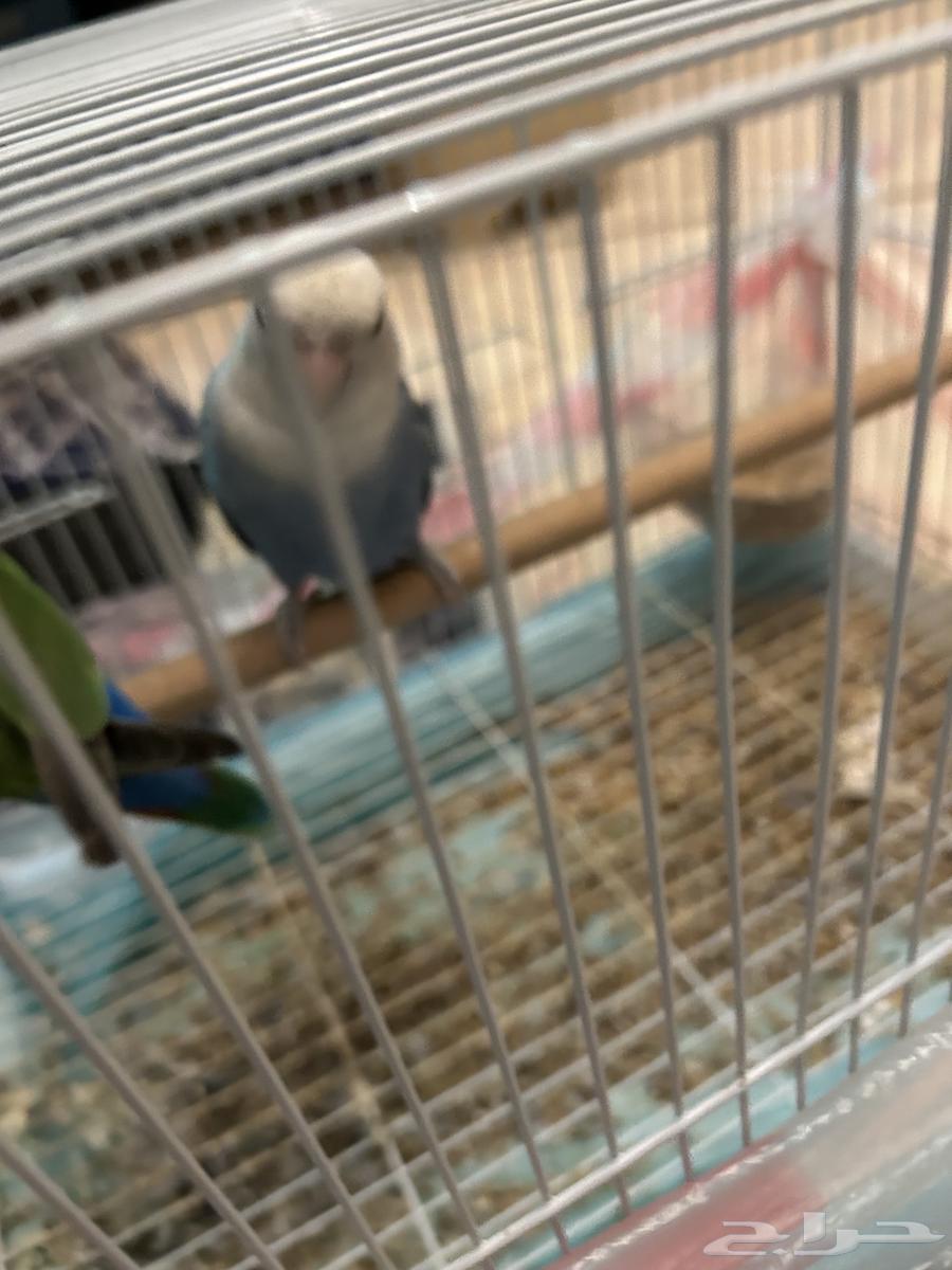 عصافير للبيع ( الروز )64454454663170110