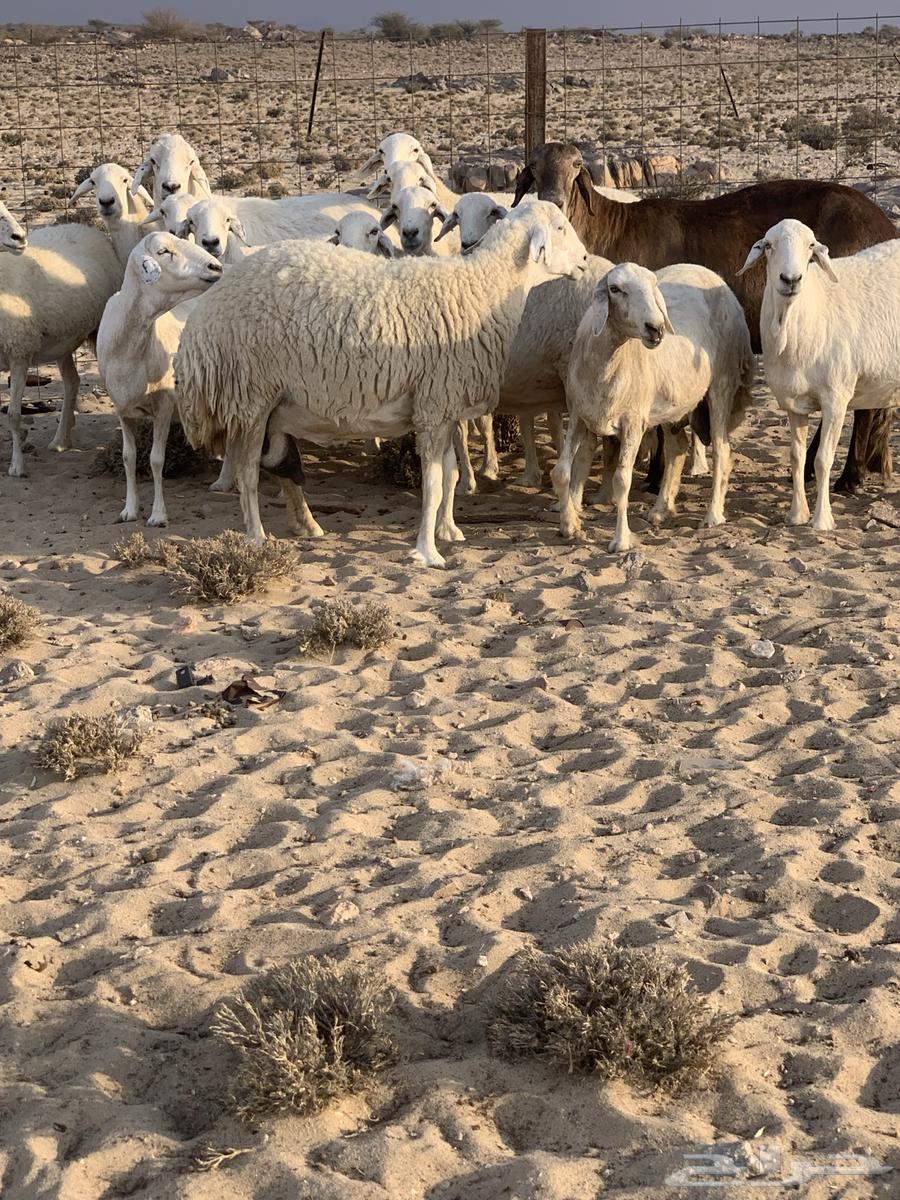 Free-range wild sheep for sale in Taif Al-Sudaira64454151406849111
