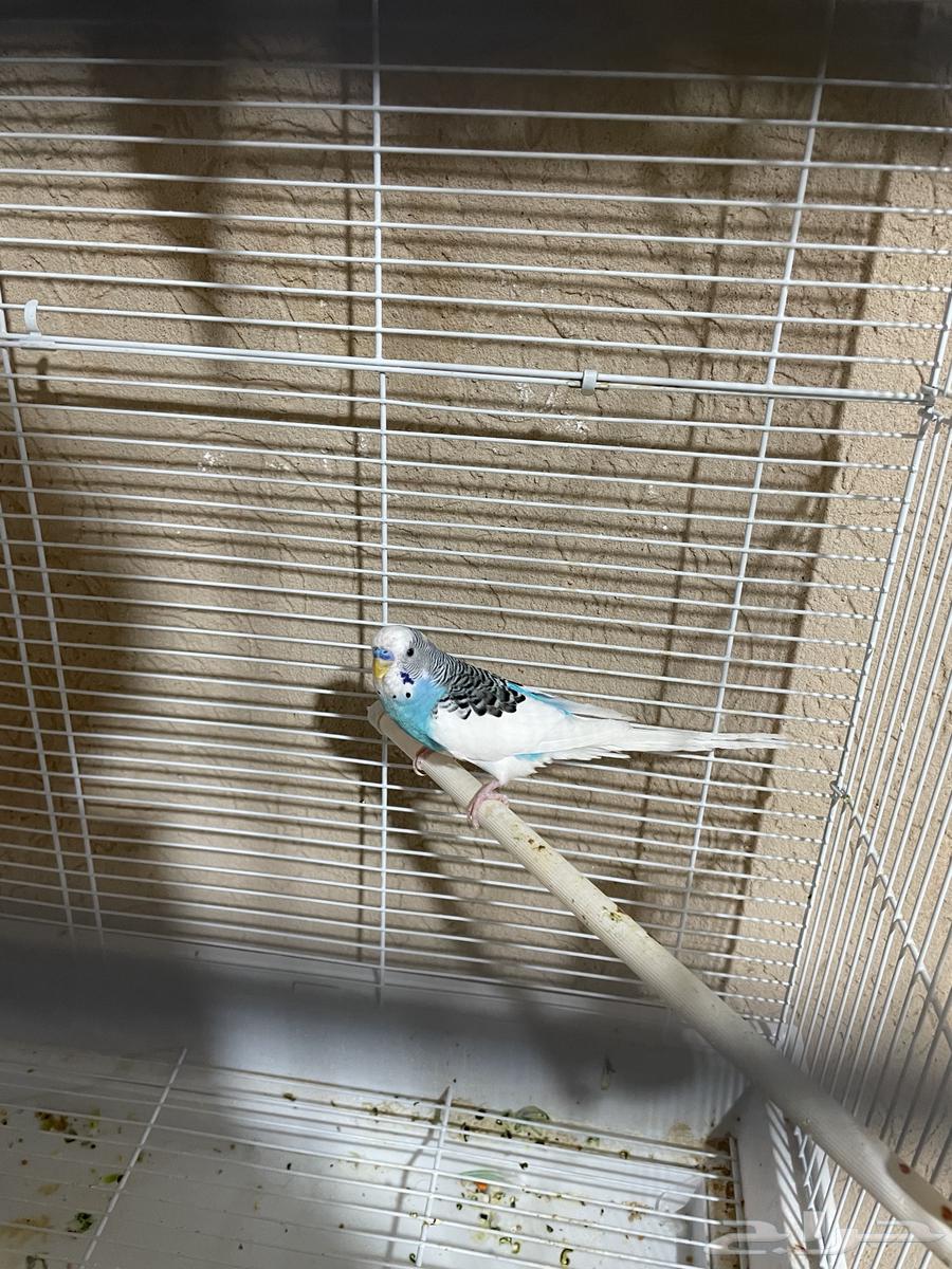 للبيع طيور الباجي64456626188675110