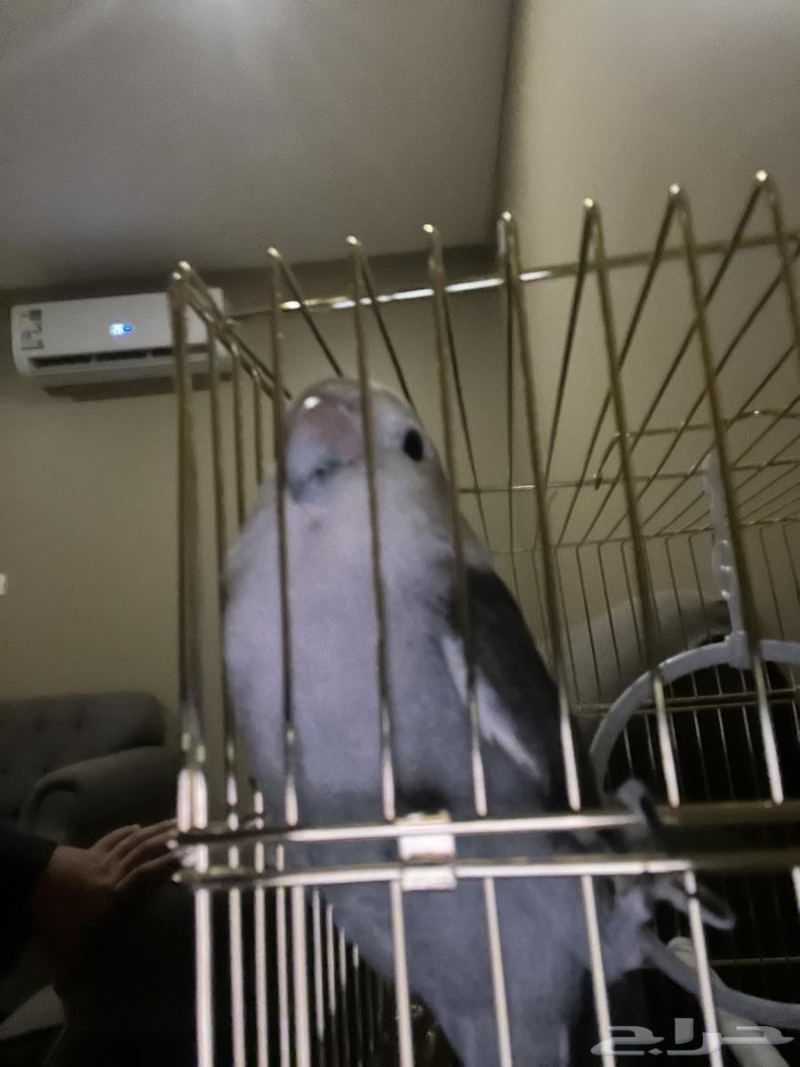 طير روز العمر 5 شهور اليف مايعض للبيع على السوم64453093229313110