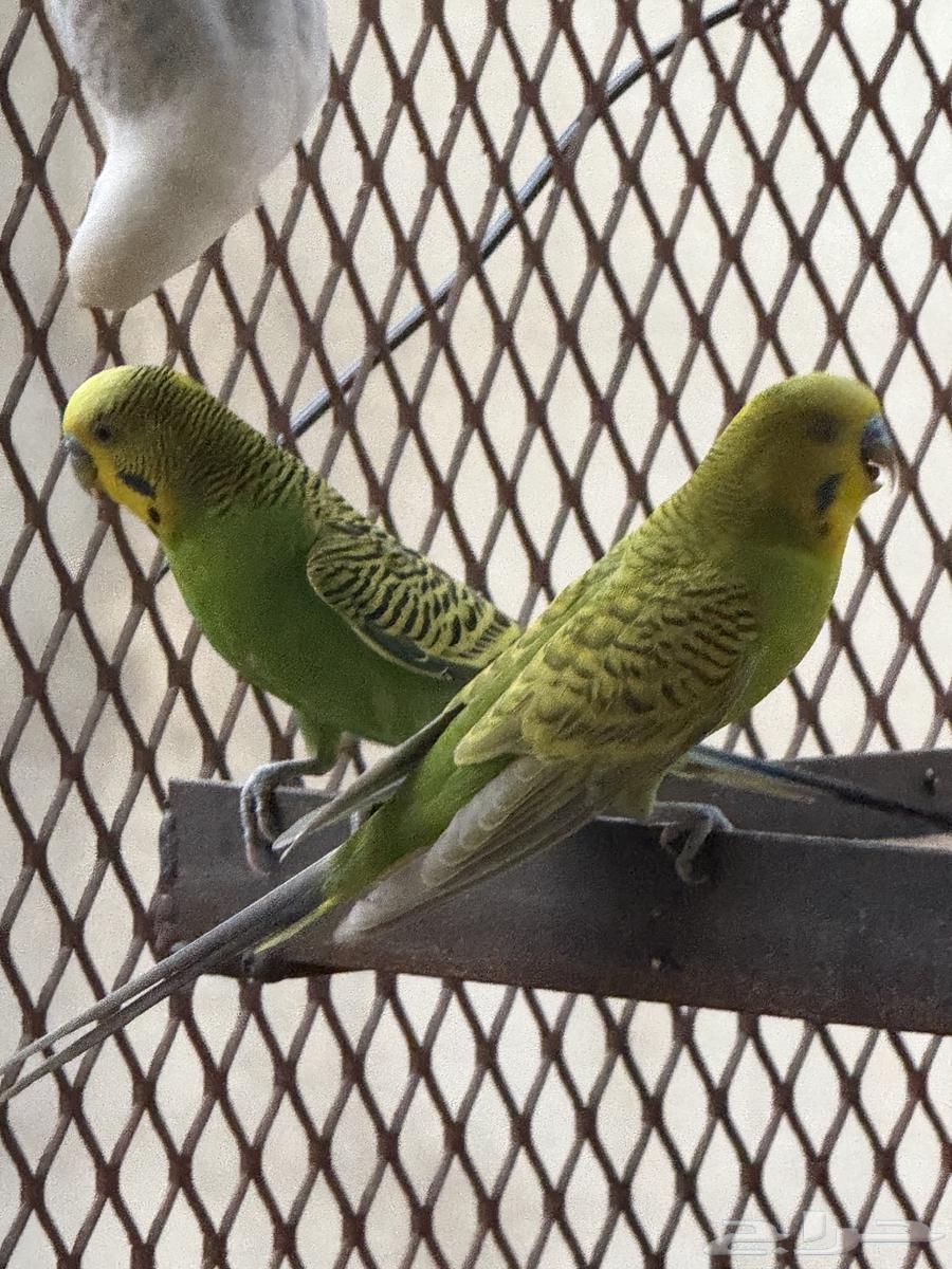 طيور بادحي(الحب)64455072738049111