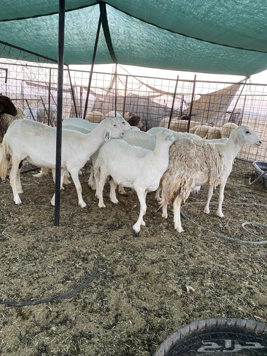 شياه حريات دفيع على السونار64454770226818110