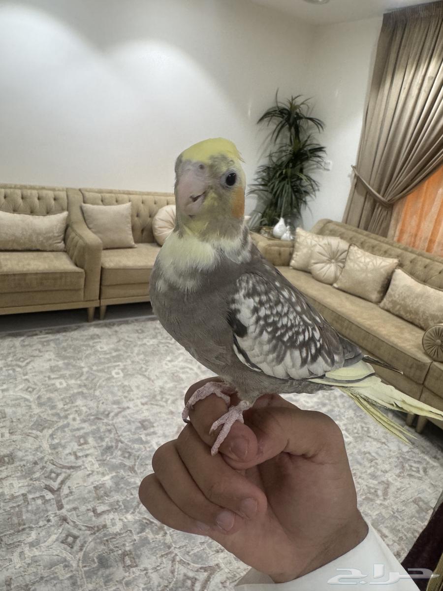 فروخ كروان اليفات ( تم البيع )64454193974145113