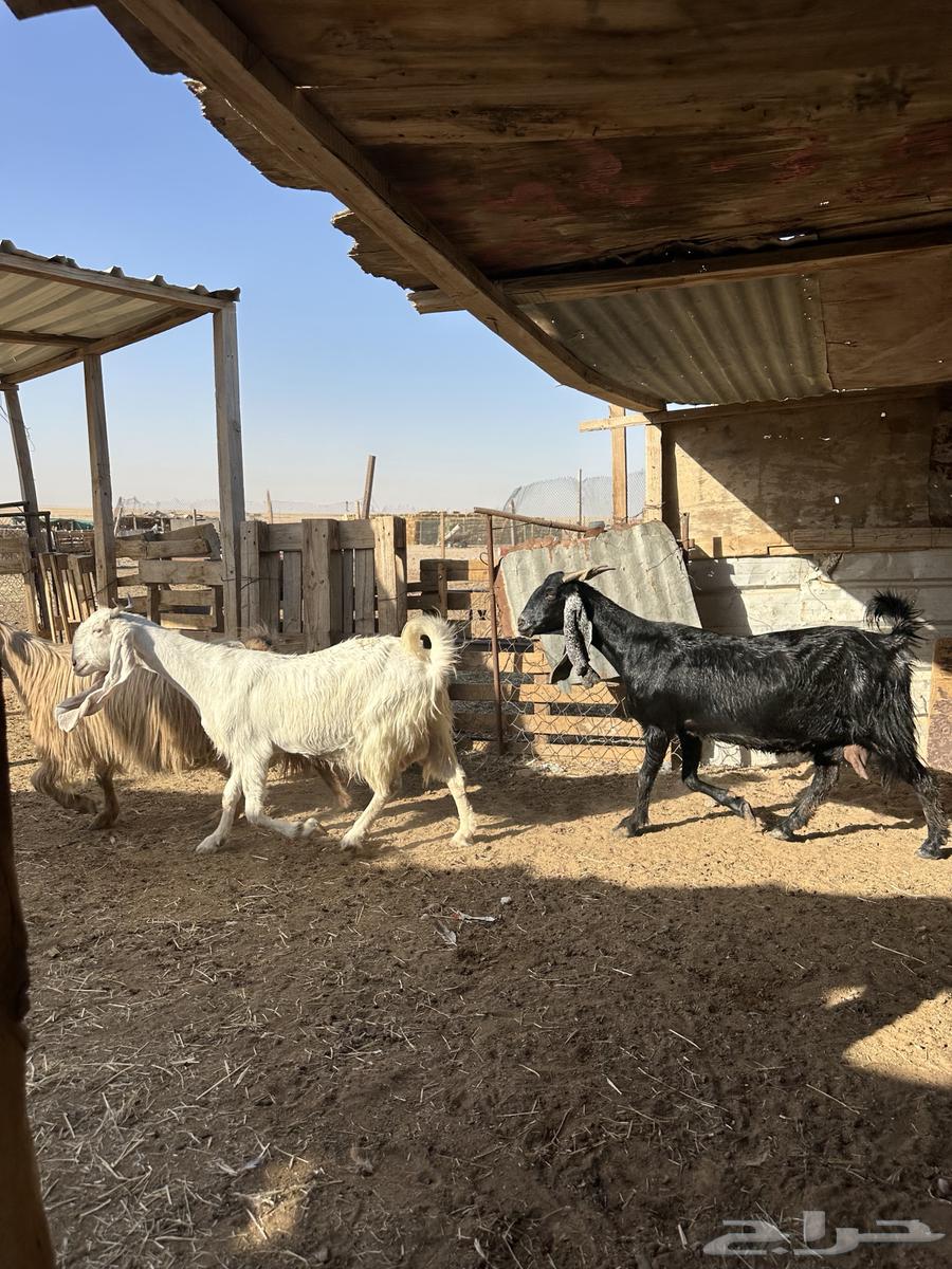 Goat Mashariq Dafee64451109634307111