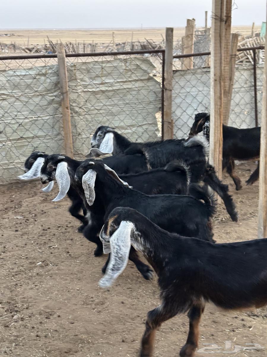 تيوس وجفرات طيبه64456018998402111