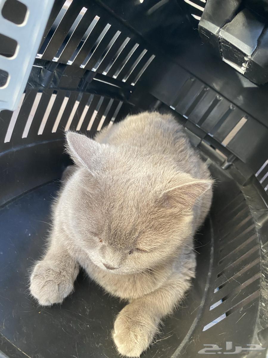 قطة للبيع64453944268545110