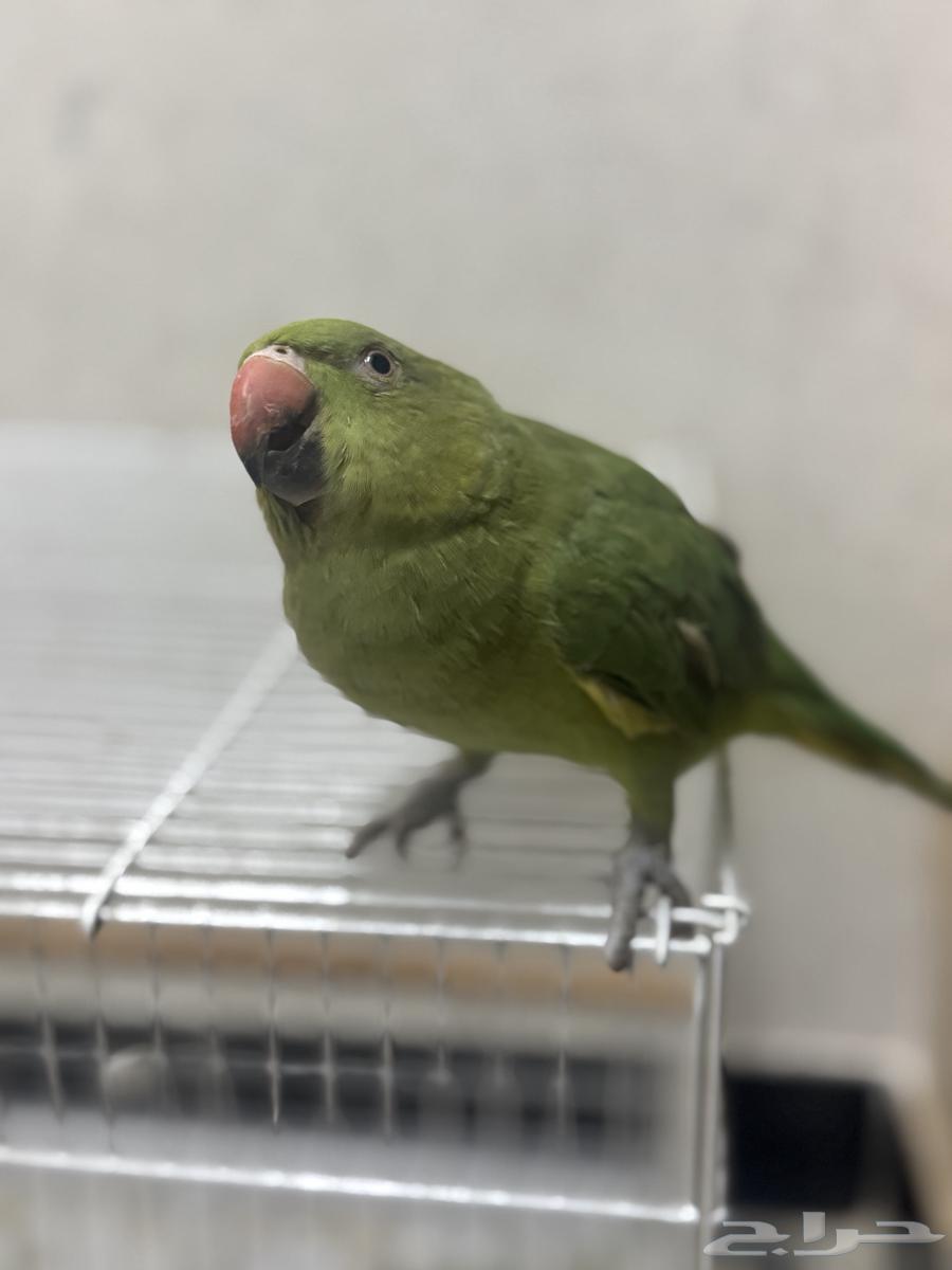 ببغاء درة للبيع64453999367297111