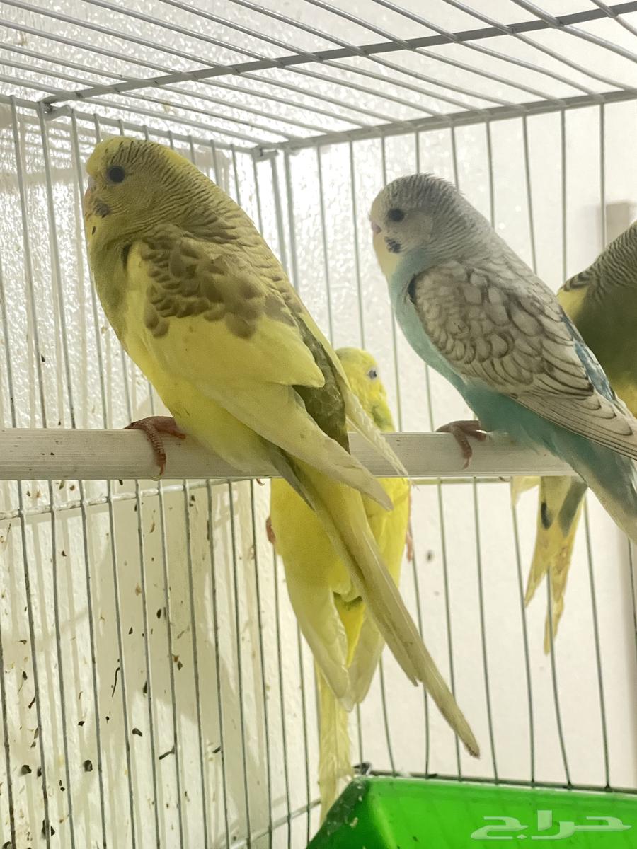عصافير ببغاء بادجي للبيع64455549610755111
