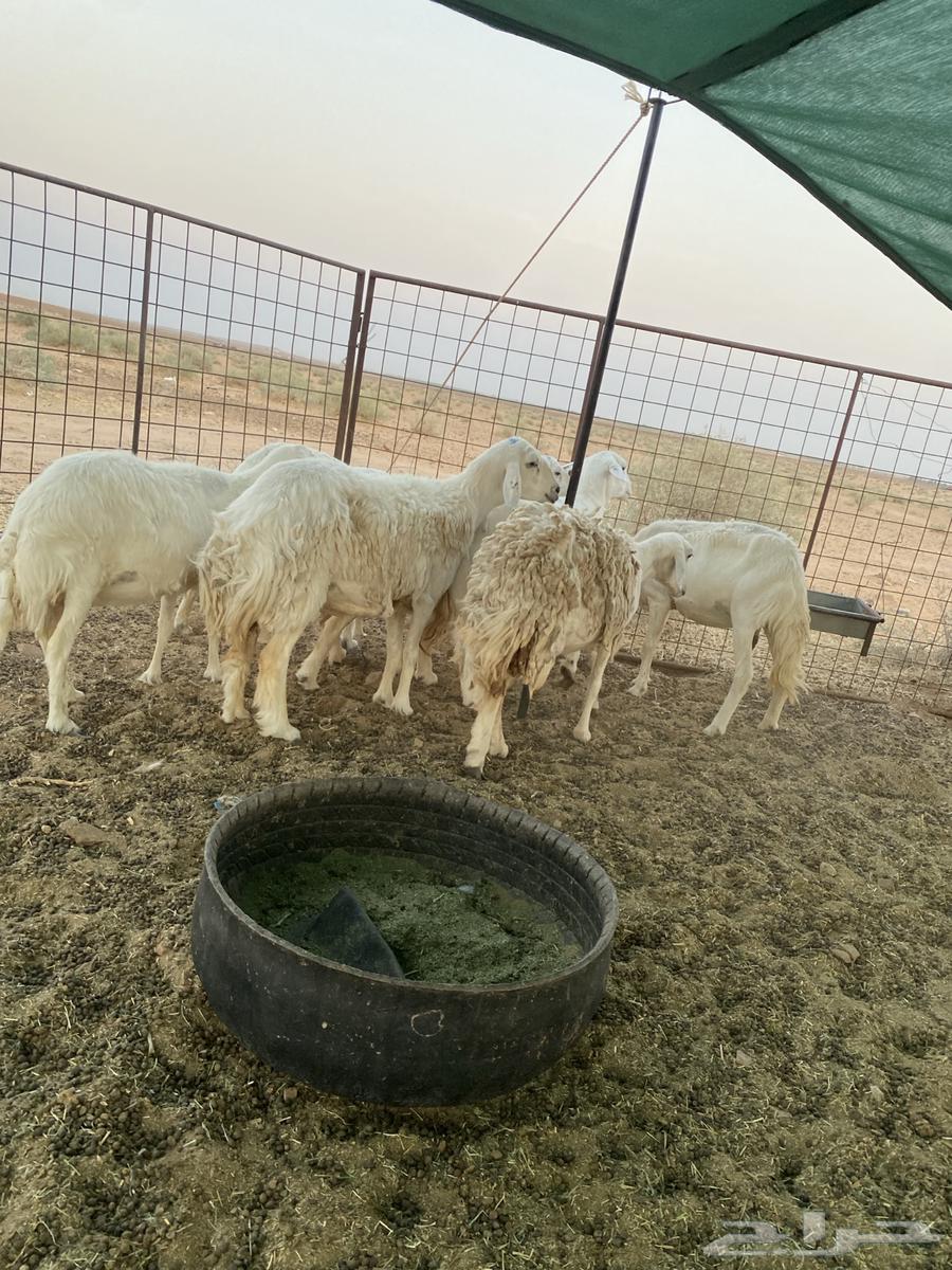 شياه حريات دفيع على السونار64454770226818113