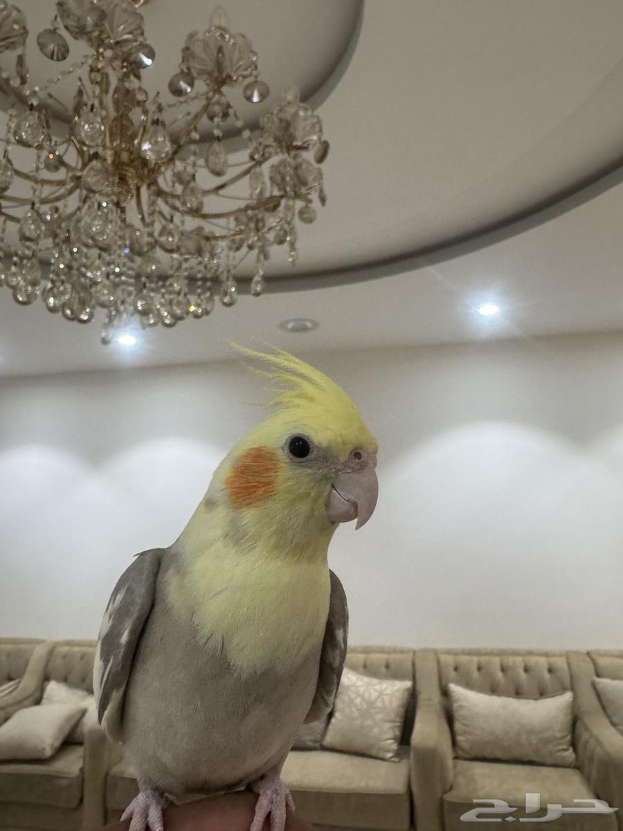 فروخ كروان اليفات ( تم البيع )64454193974145112