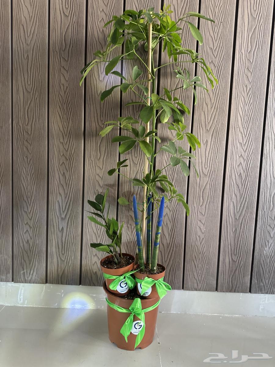 عروض اليوم الوطني علي النباتات طبيعية64449796758914110