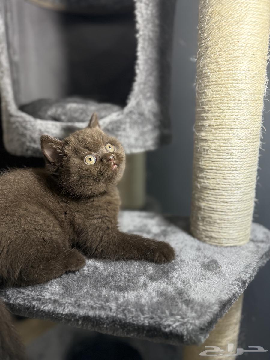 قطط سكوتش فاون شوكلت مسجلين في منظمة القطط العالمية64450346873474114