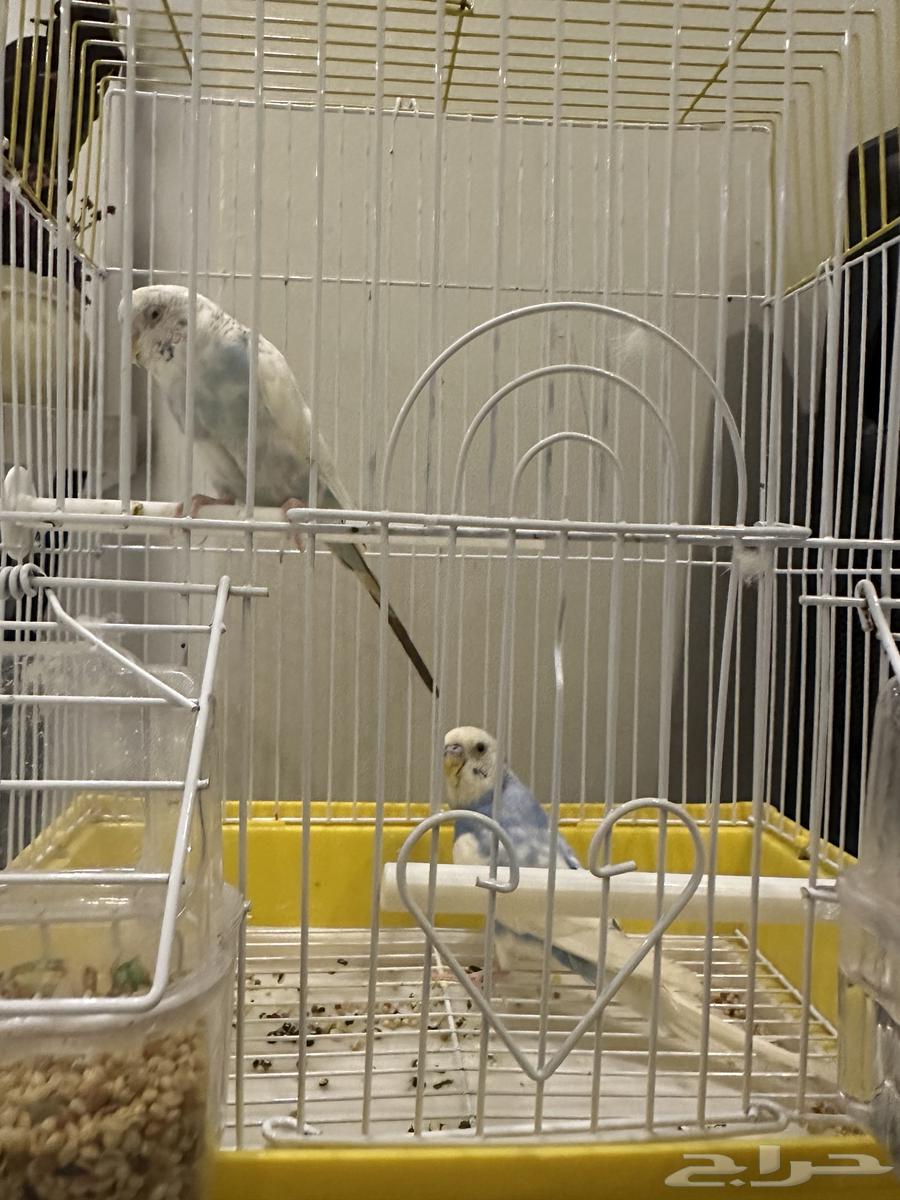 Birds64456517194625112