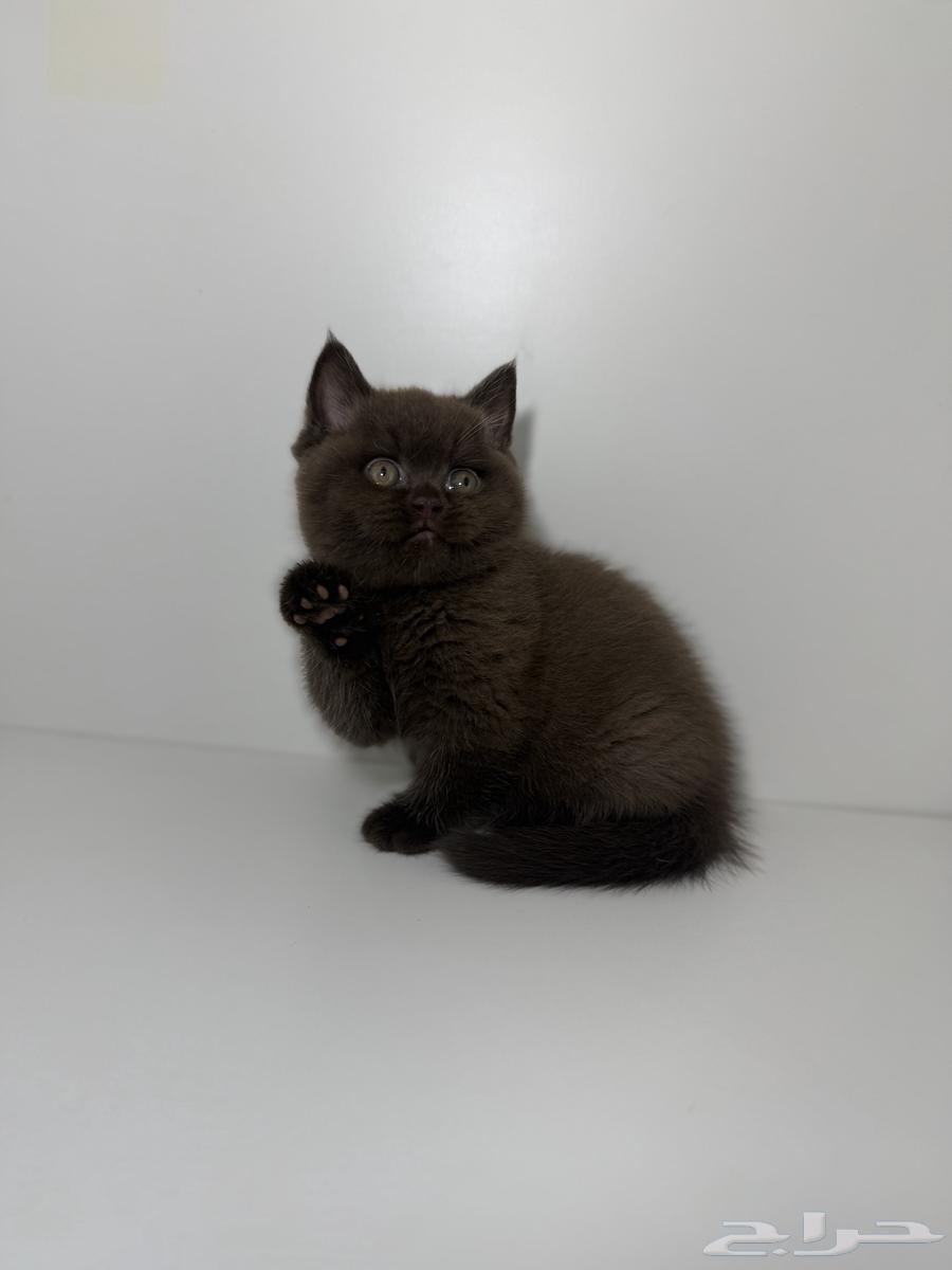 قطط سكوتش فاون شوكلت مسجلين في منظمة القطط العالمية64450346873474113