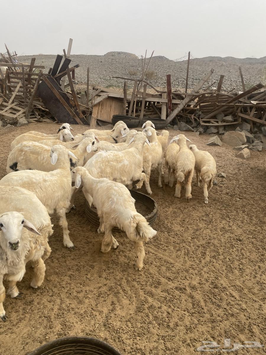 Fresh meat and goats available with Tabby installment64453011172611111