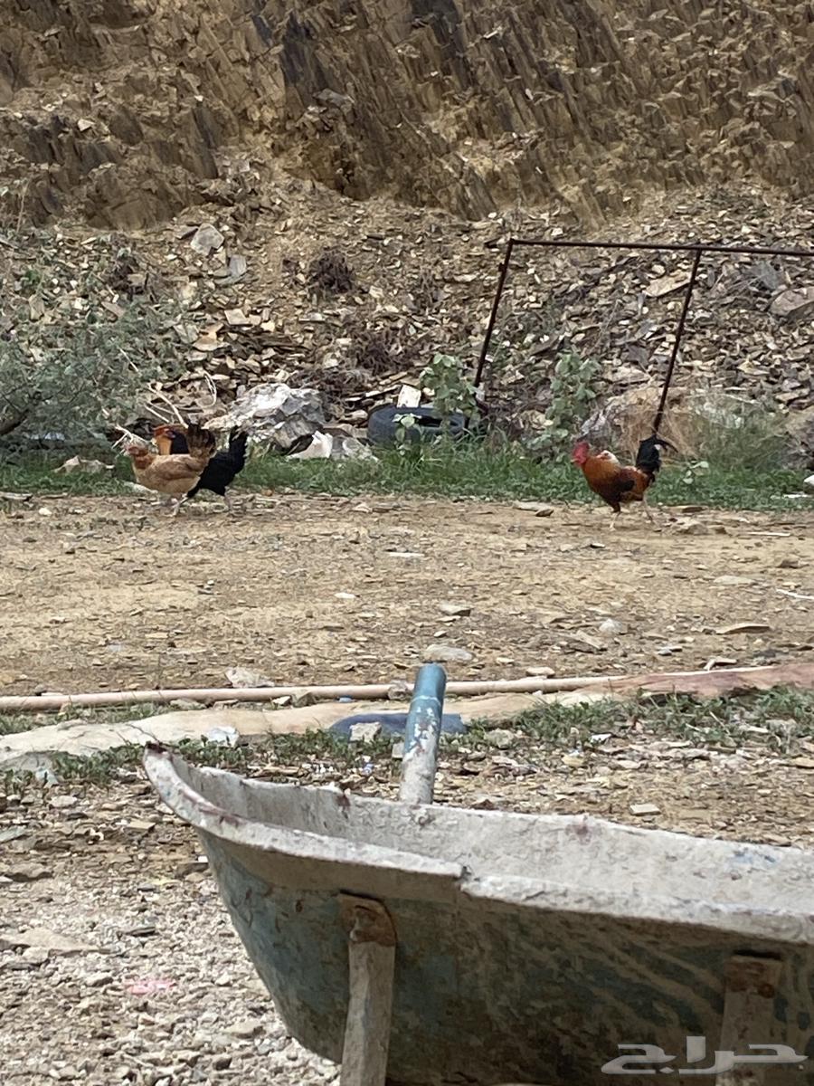 Local farm chicken, proven producer64454427466881110