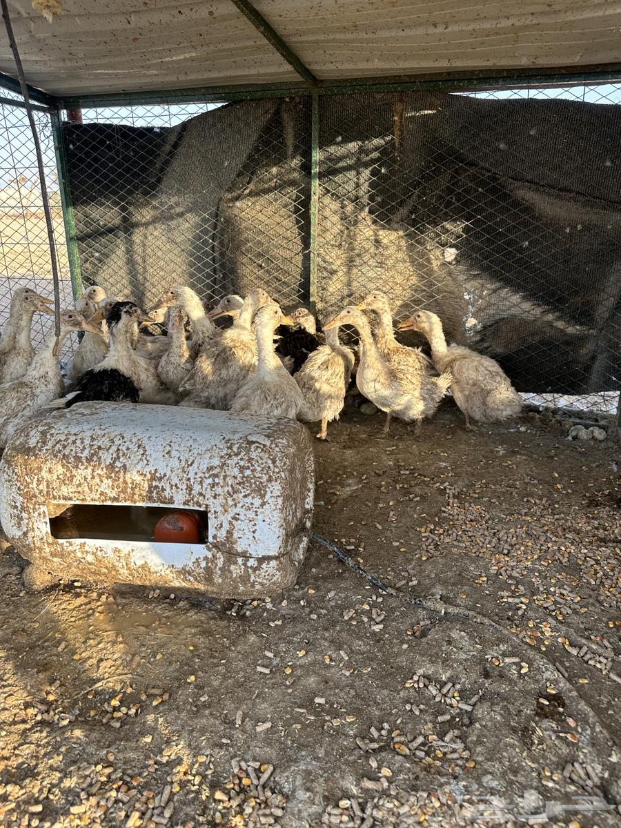 بط بكيني بياض للبيع64452509328897110