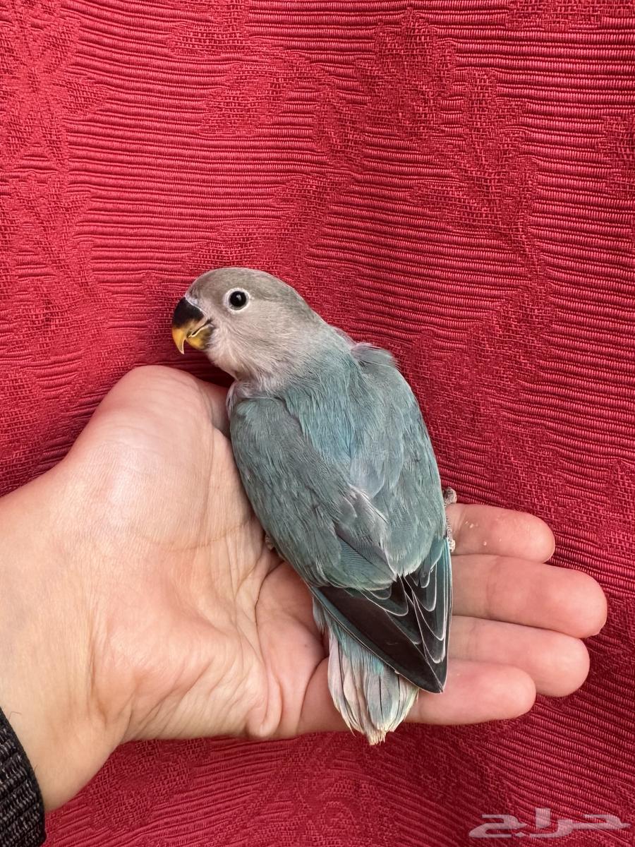 ( تم البيع الله يبارك ) طير روز اليف هدد نشبهه مناسب ل64455549601921113