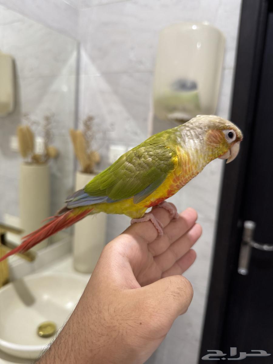 كنيور اناناس اليف ((عرض لمده 3 ايام))64452361017986110