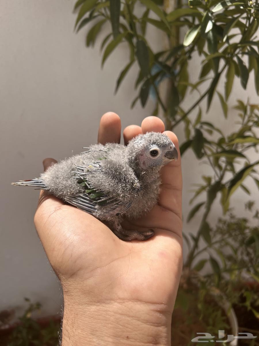 فرخ كنيور يلو سايد يقبل الغر بشرها64452401899138111