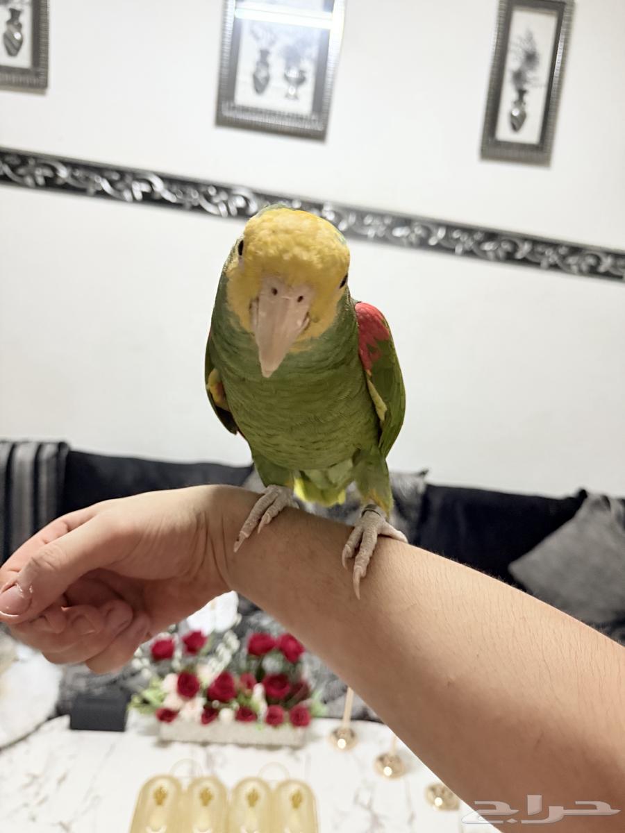 ببغاء أمازوني دبل يلو هيد ماقنا تم البيع64449757036929113