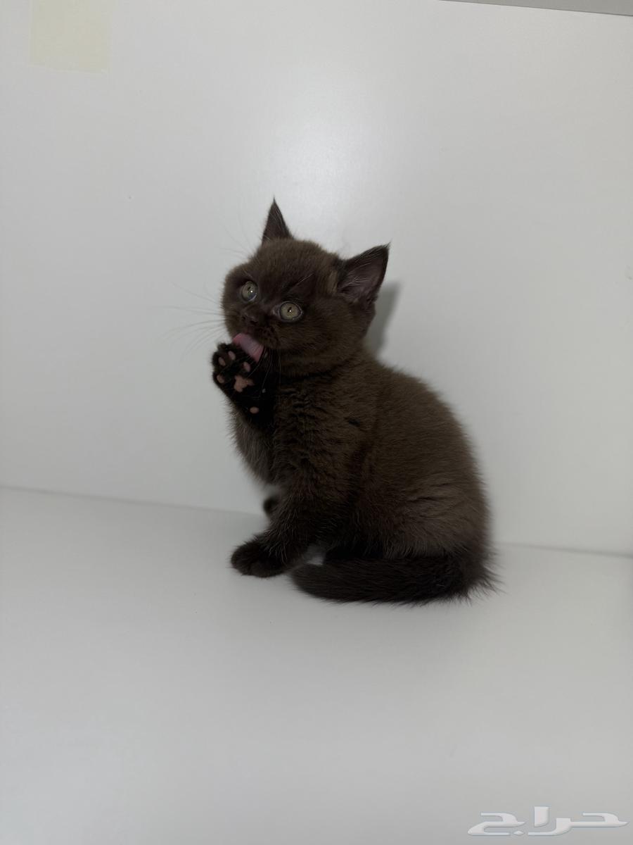 قطط سكوتش فاون شوكلت مسجلين في منظمة القطط العالمية64450346873474111