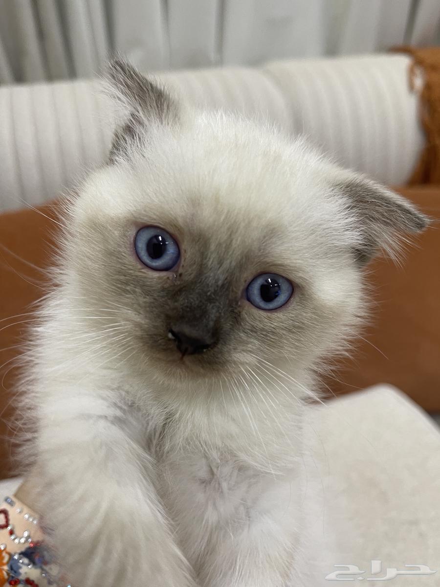 قط للبيع64456241098755110