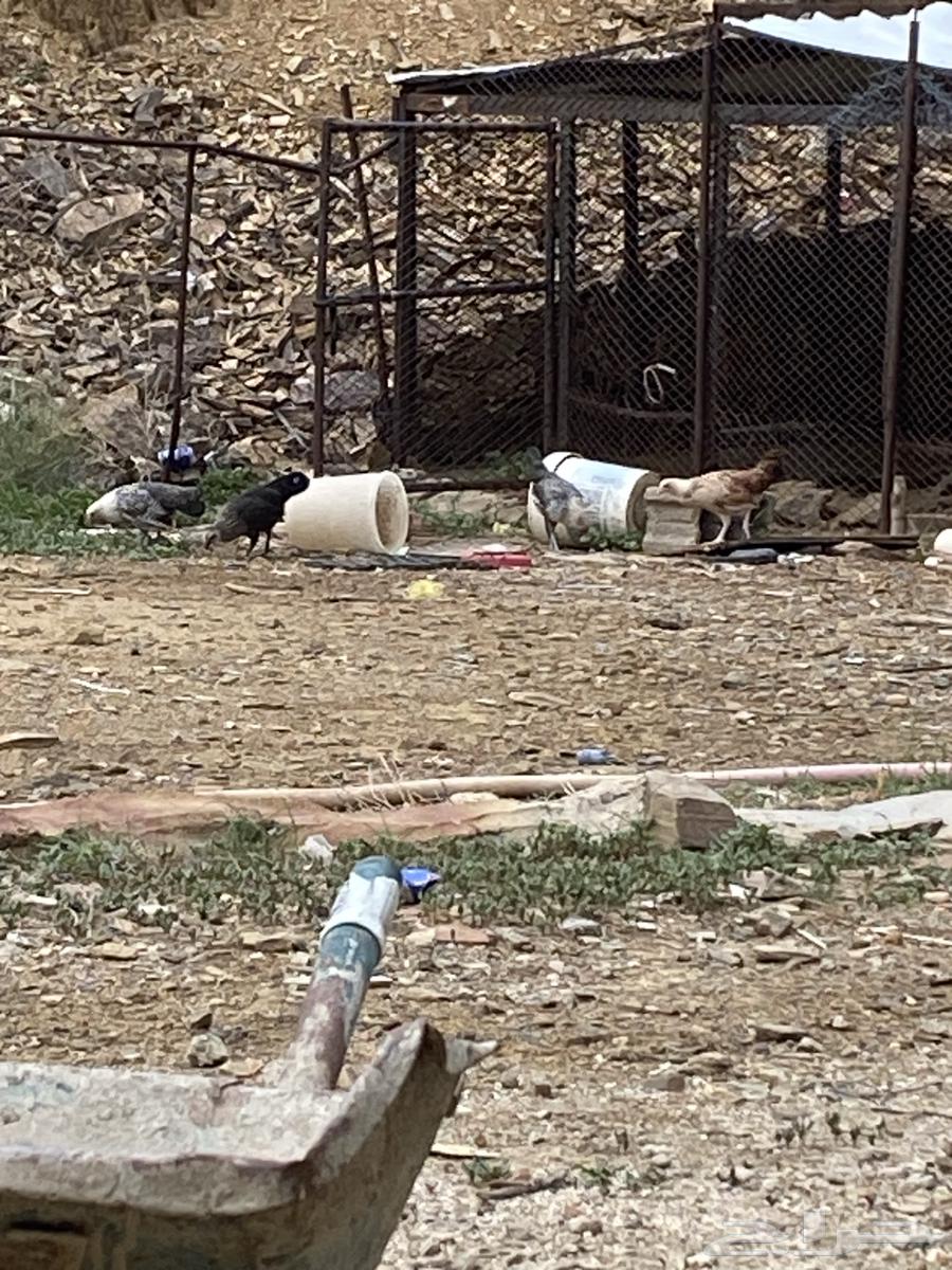 Local farm chicken, proven producer64454427466881112